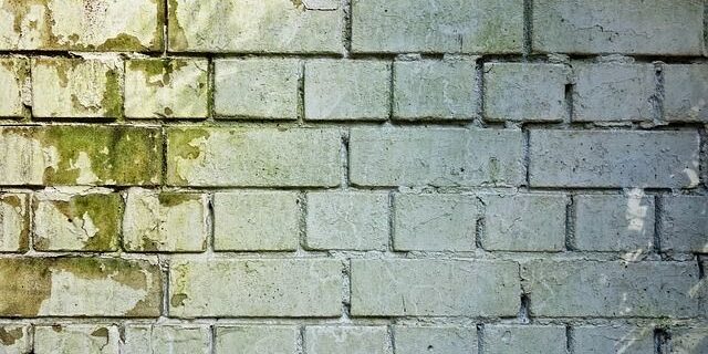 como eliminar el moho como eliminar el moho