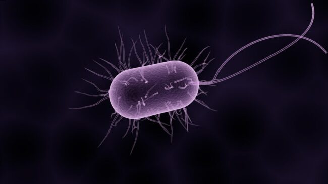 donde hay mas bacterias