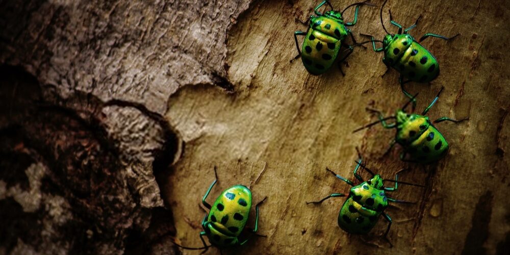 insectos en verano insectos en verano